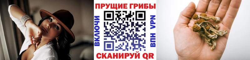 Псилоцибиновые грибы мухоморы даркнет сайт Власиха